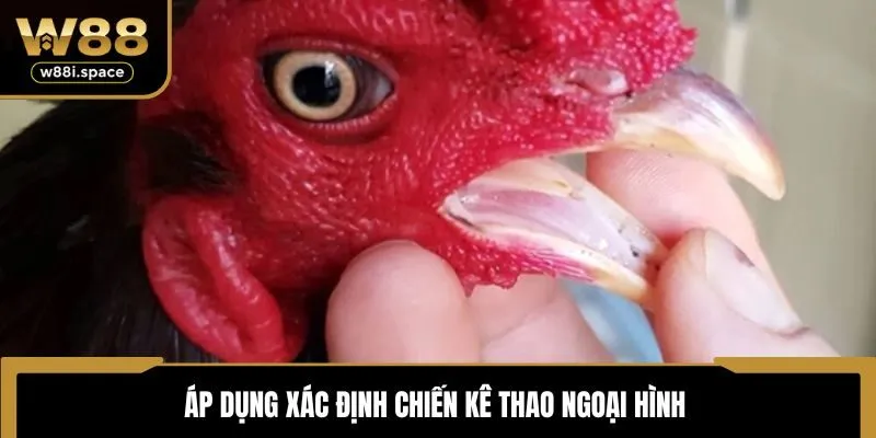 Áp dụng xác định chiến kê thao ngoại hình 