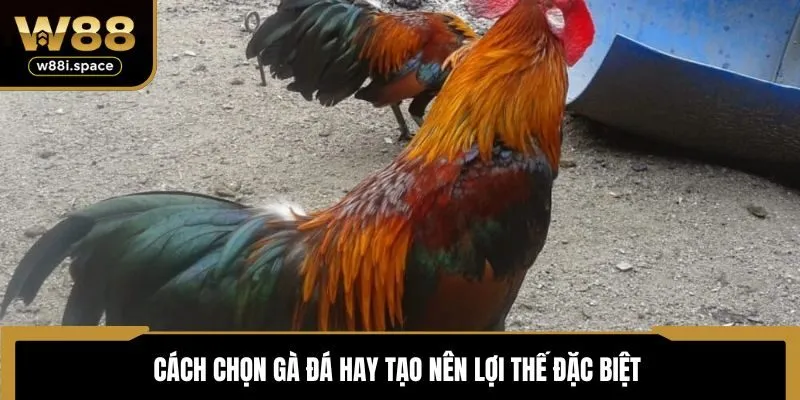 Cách chọn gà đá hay tạo nên lợi thế đặc biệt 