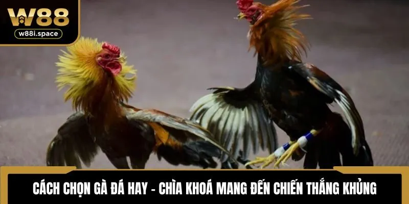 Cách chọn gà đá hay