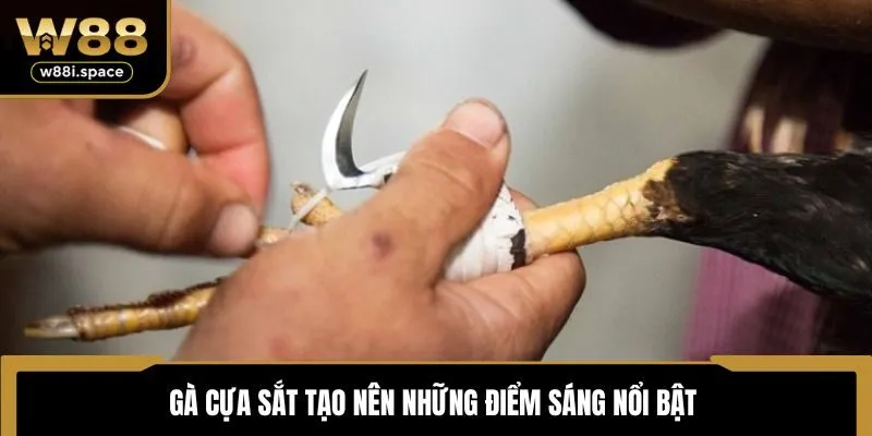Gà cựa sắt tạo nên những điểm sáng nổi bật 