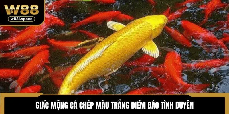 Giải Mã Mơ Thấy Cá Chép Đánh Con Gì Cơ Hội Thắng Cao Tại W88 3 Giấc mộng cá chép màu trắng điềm báo tình duyên