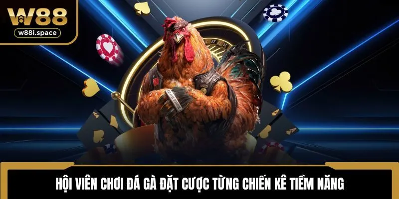 W88 15 Hội viên chơi đá gà đặt cược từng chiến kê tiềm năng