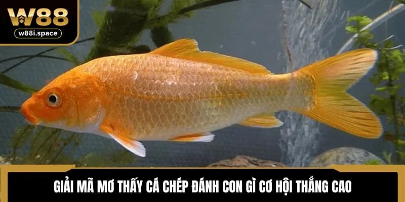 Mơ thấy cá chép đánh con gì