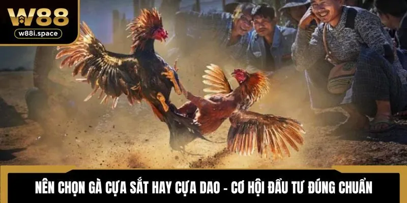 Nên chọn gà cựa sắt hay cựa dao