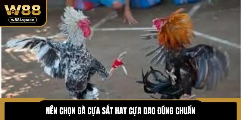 Nên chọn gà cựa sắt hay cựa dao đúng chuẩn
